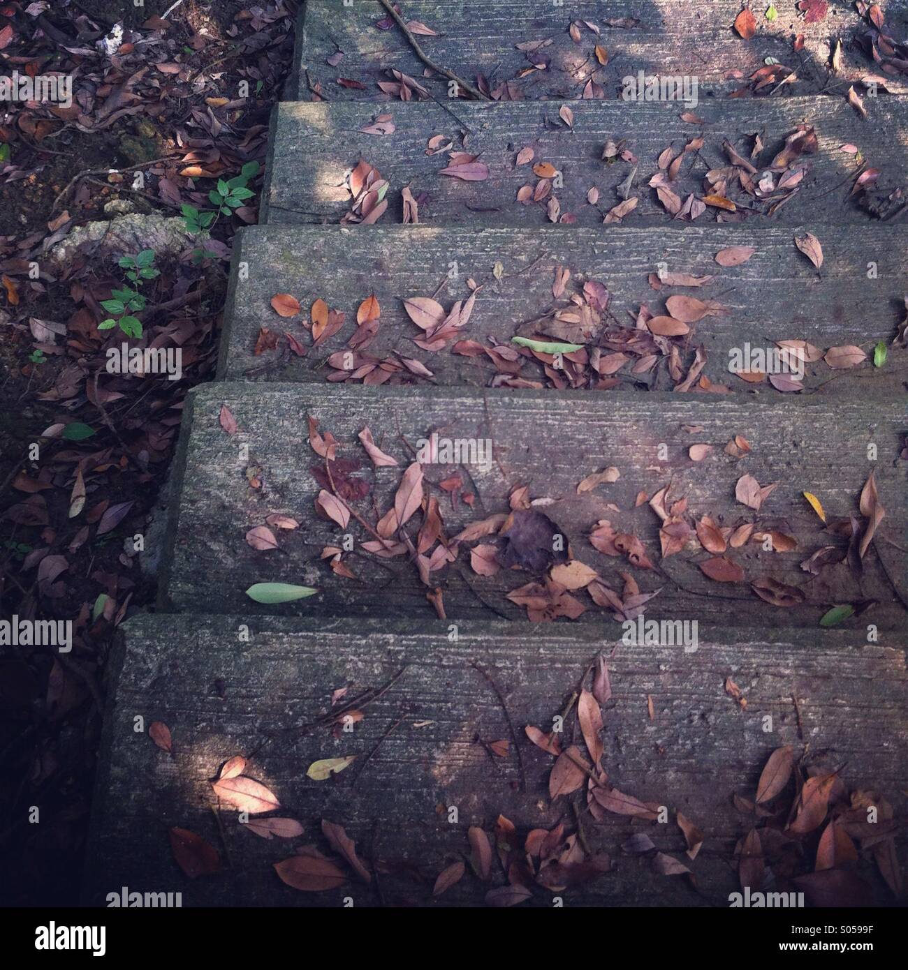 It's a photo of some concrete steps of an outdoor stairs. There are dead leaves. - Smartphone Captured Stock Image