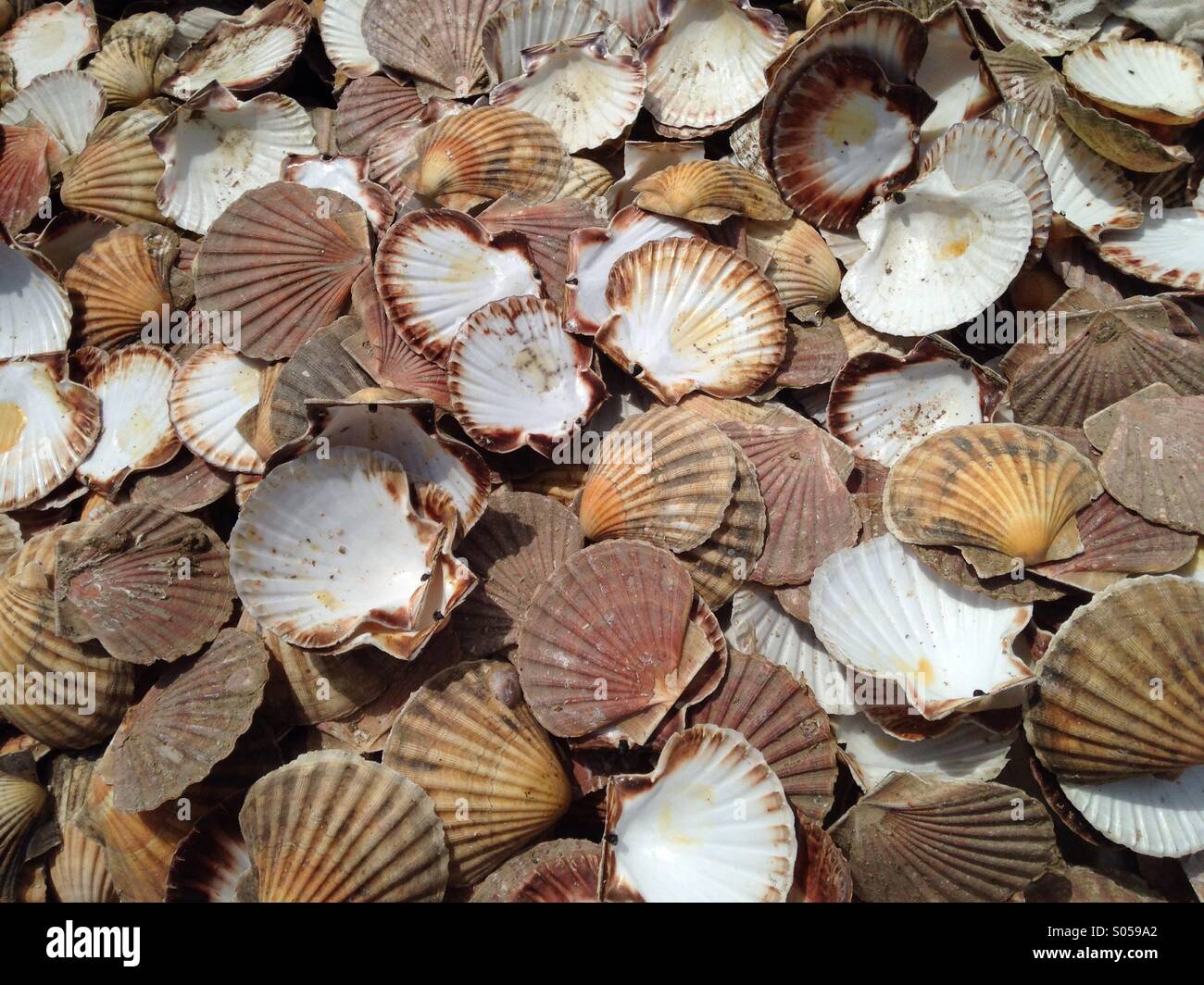 Filling scallop shell with wine hi-res stock photography and images - Alamy