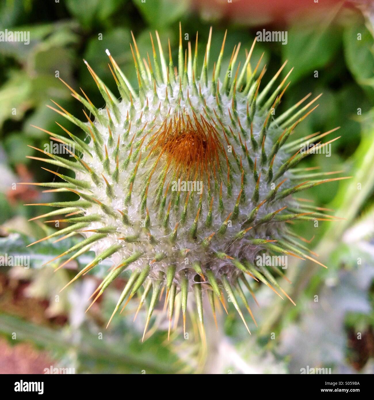 Thistle - Smartphone Captured Stock Image