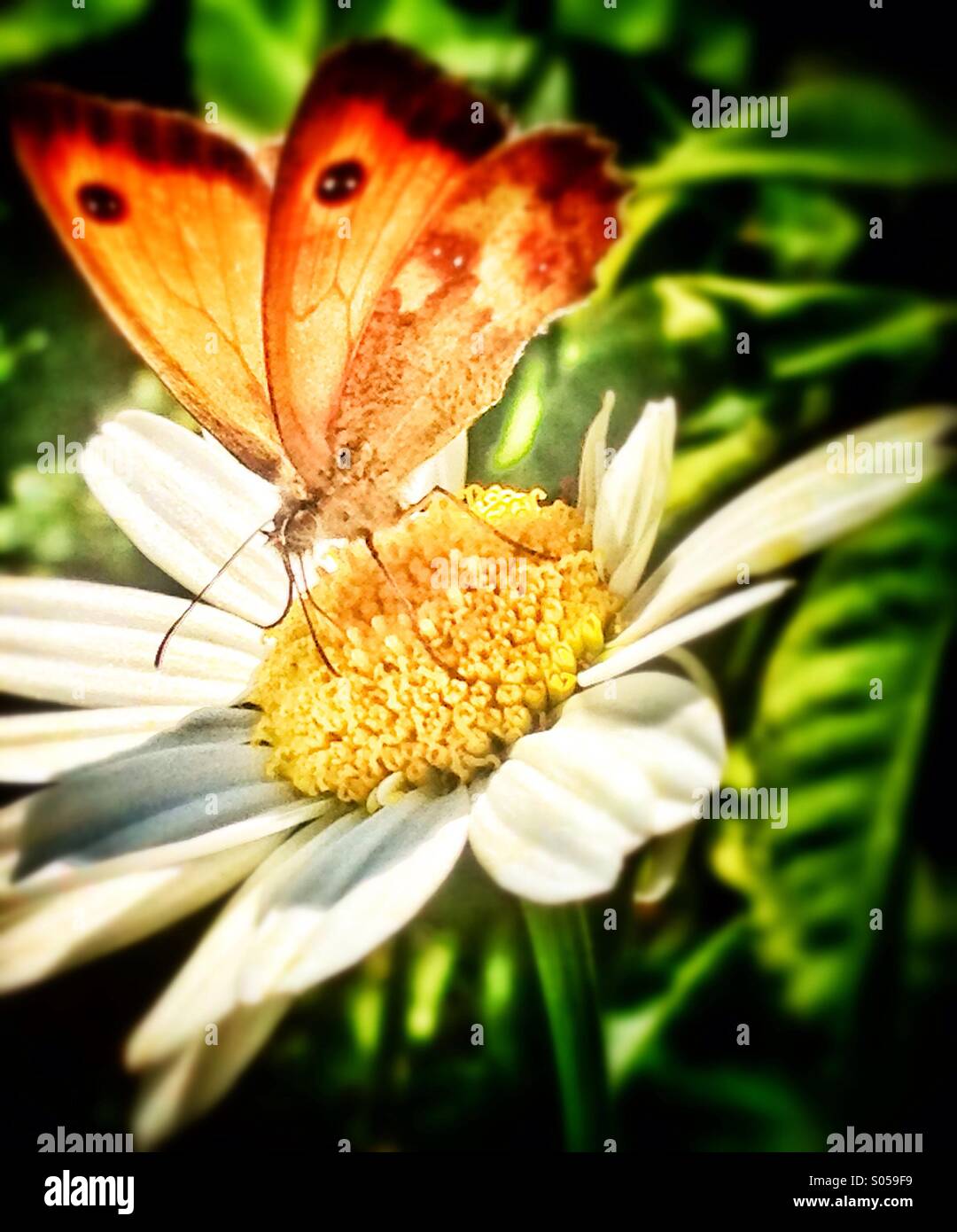Butterfly and Daisy Stock Photo - Alamy