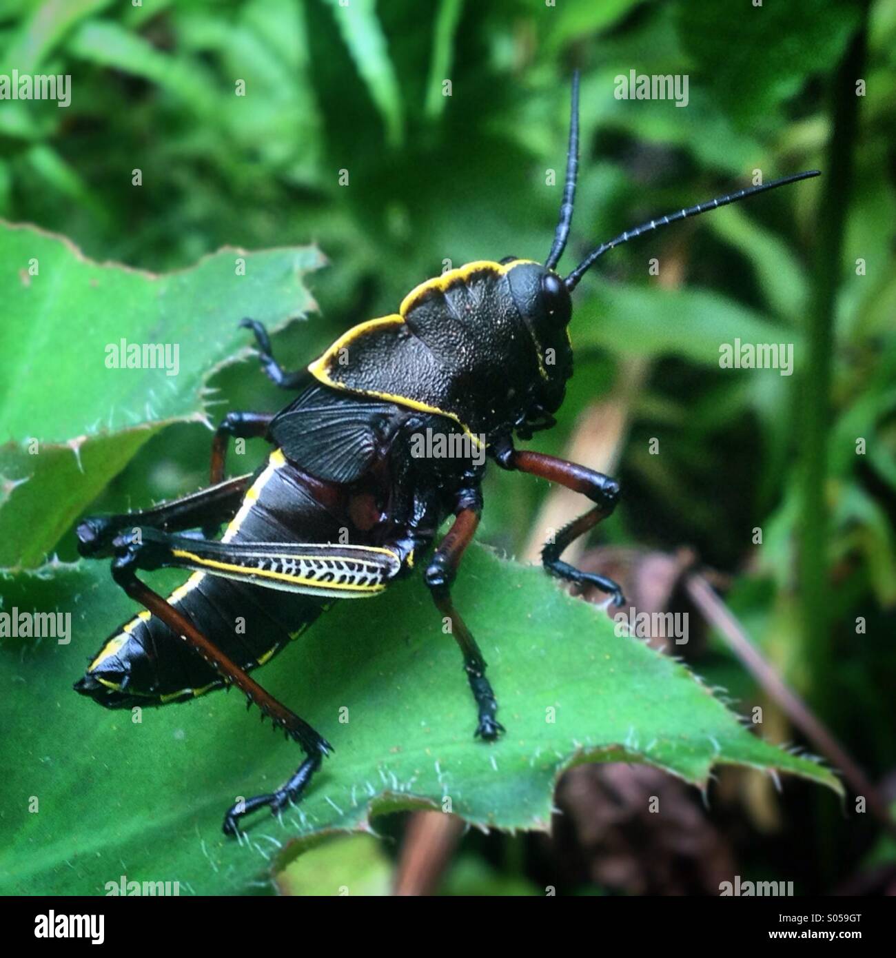 A black grasshopper perchs in a green plant in Xilitla, San Luis Potosi state, Huasteca region, Mexico - Smartphone Captured Stock Image