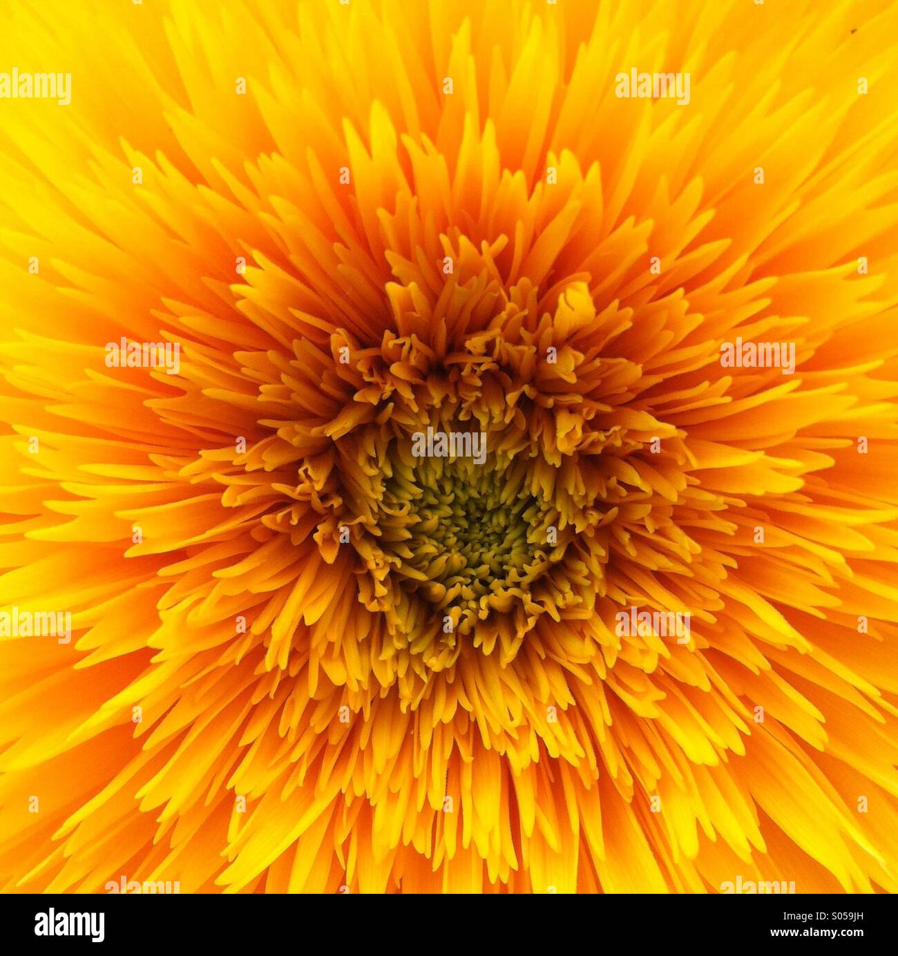 Bright summer sun flower Stock Photo