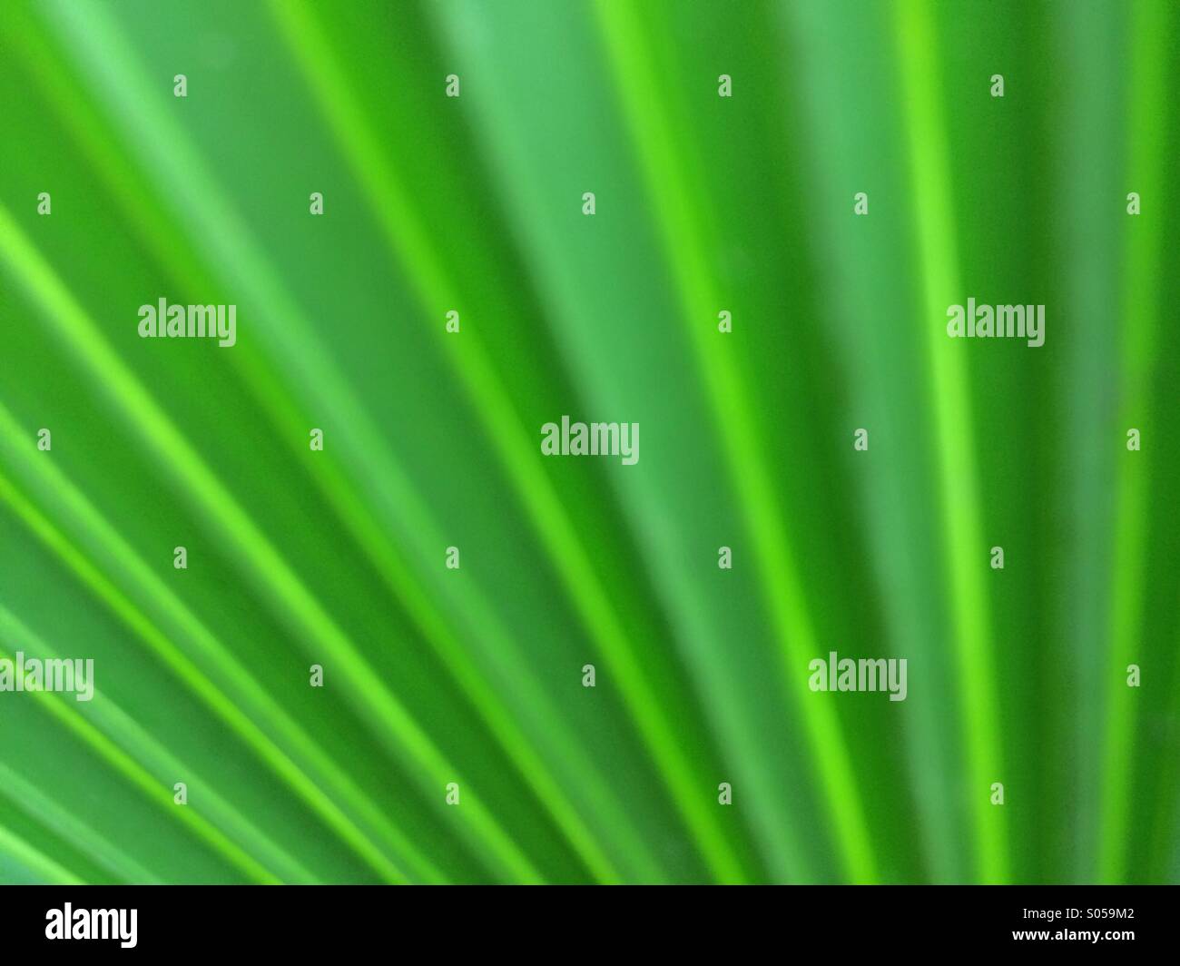 Saw palmetto hires stock photography and images Alamy