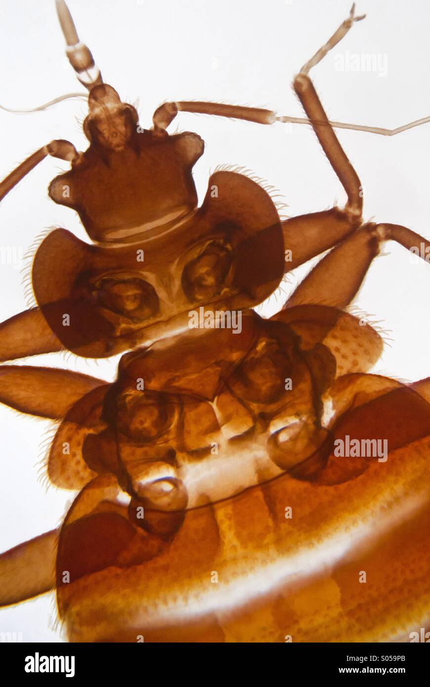 Bedbug - Smartphone Captured Stock Image