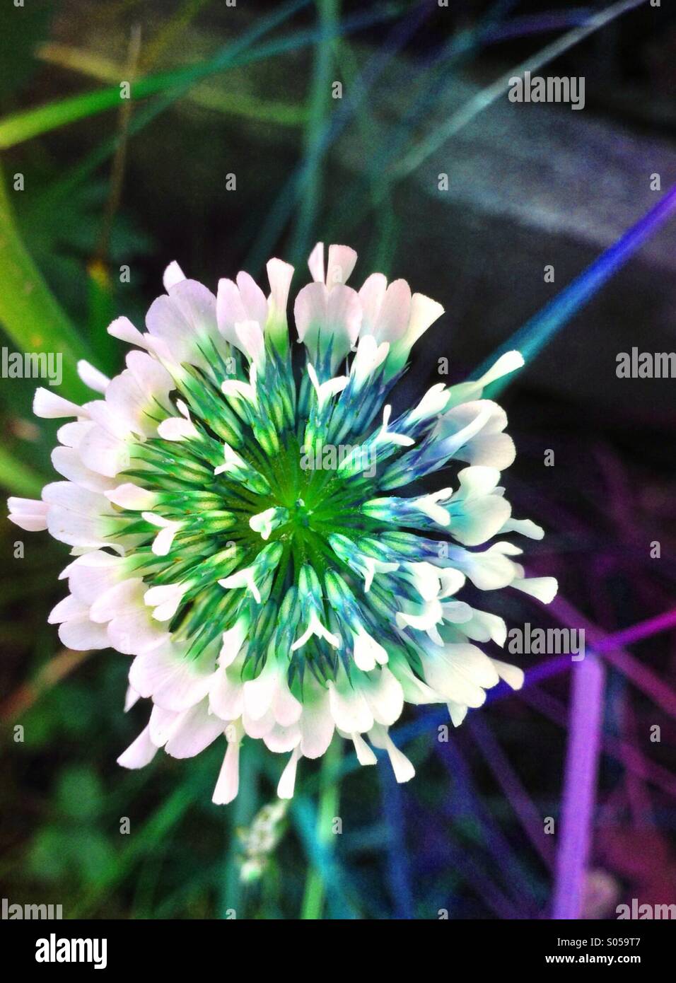 Clover flower - Smartphone Captured Stock Image