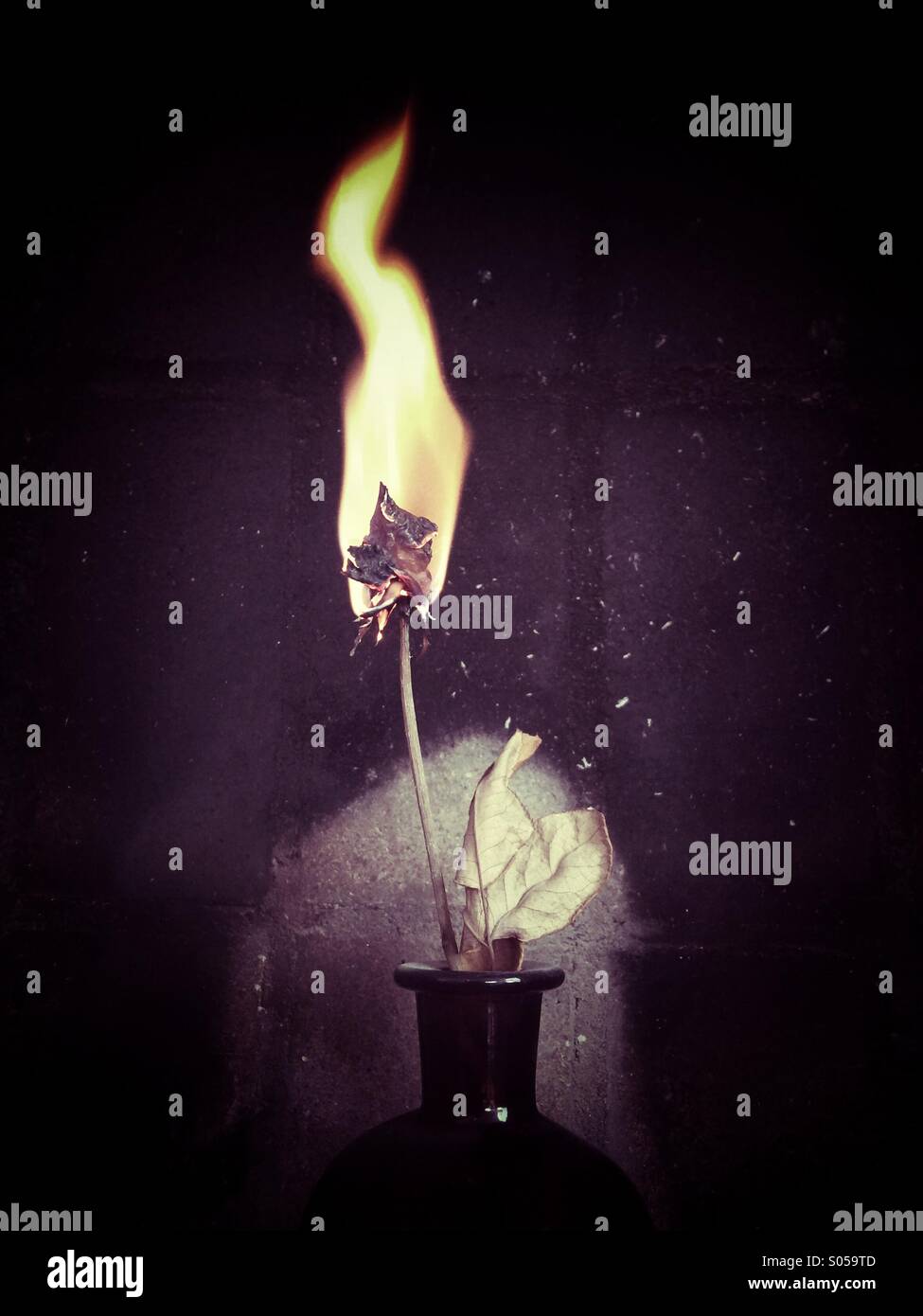 Burning rose - Smartphone Captured Stock Image