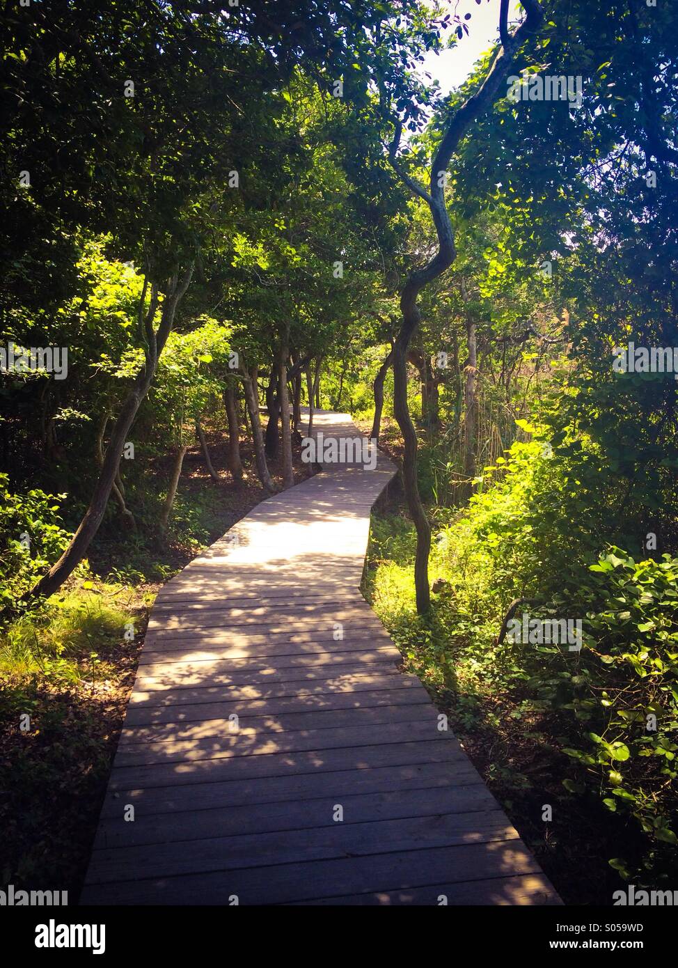 Sunlit path in Long Island's Fire Island Stock Photo