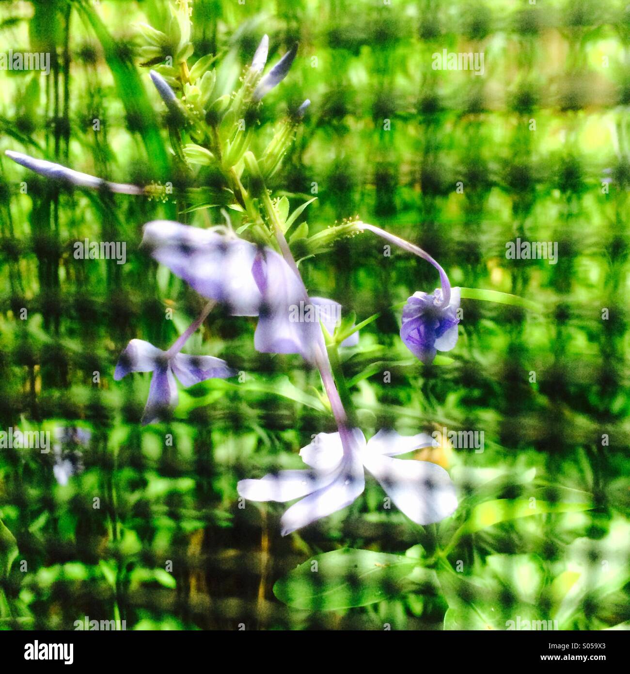 Plumbago flowers through a patio screen. - Smartphone Captured Stock Image