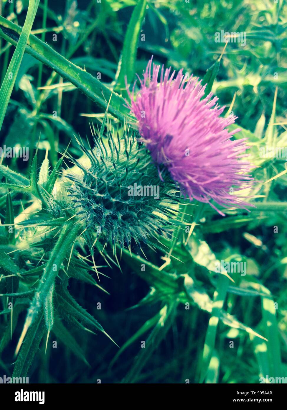 Close up of thistle flower - Smartphone Captured Stock Image