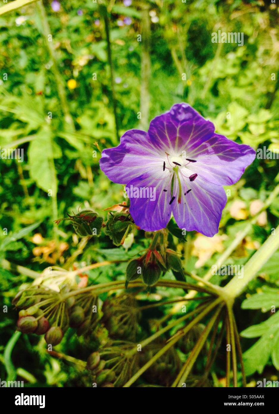Hardy geranium - magnificum Stock Photo