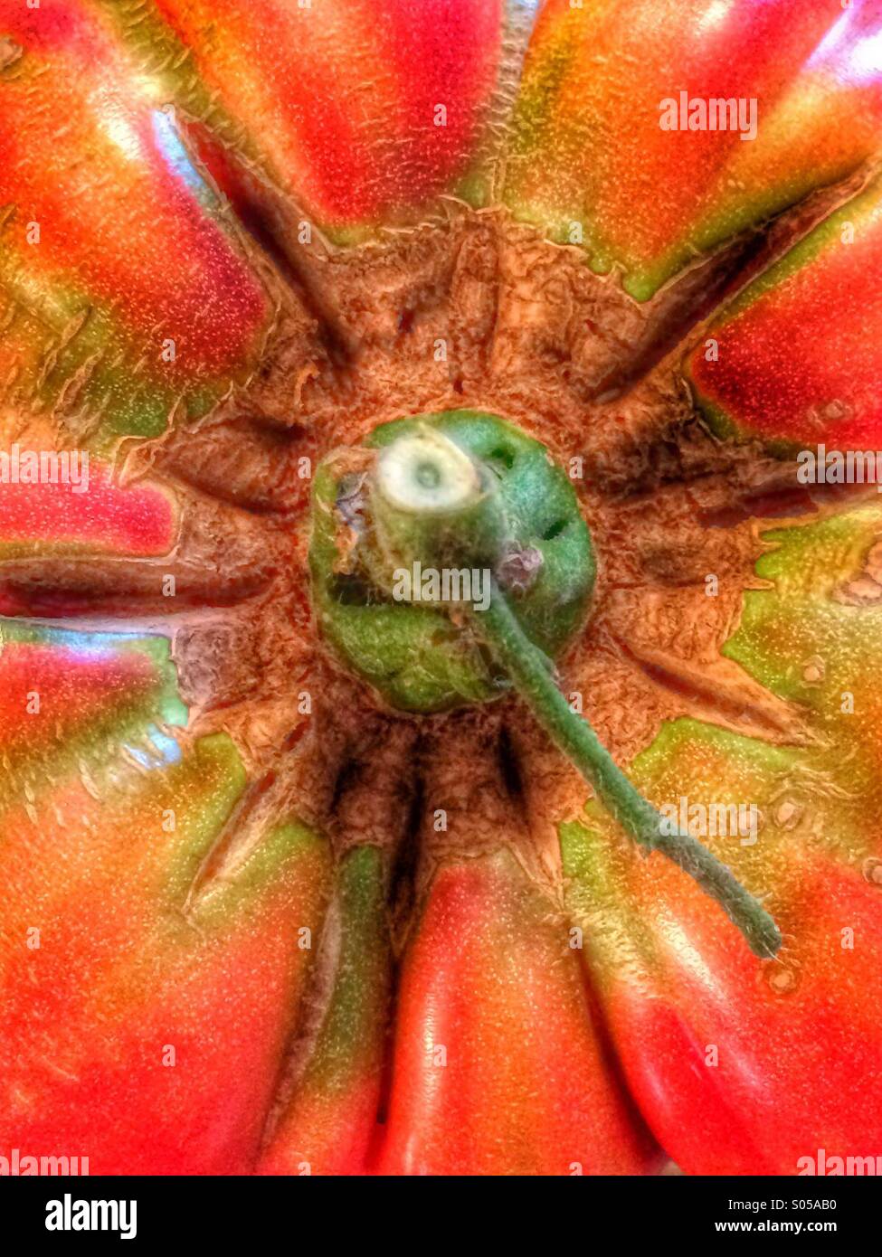 Top view of a summer garden heirloom tomato - Smartphone Captured Stock Image