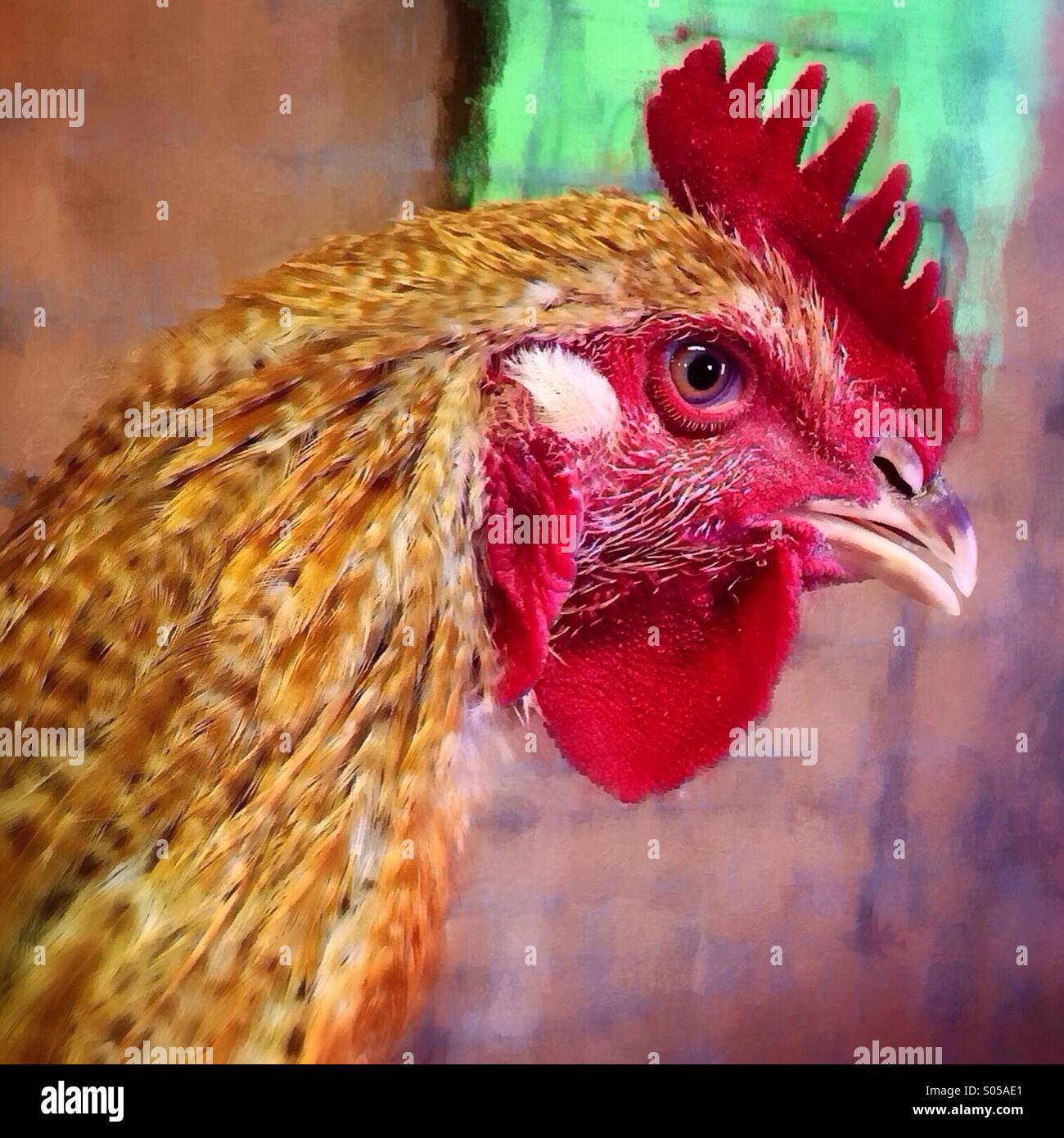 4H rooster with attitude at the Gallatin County Fair, Montana - Smartphone Captured Stock Image