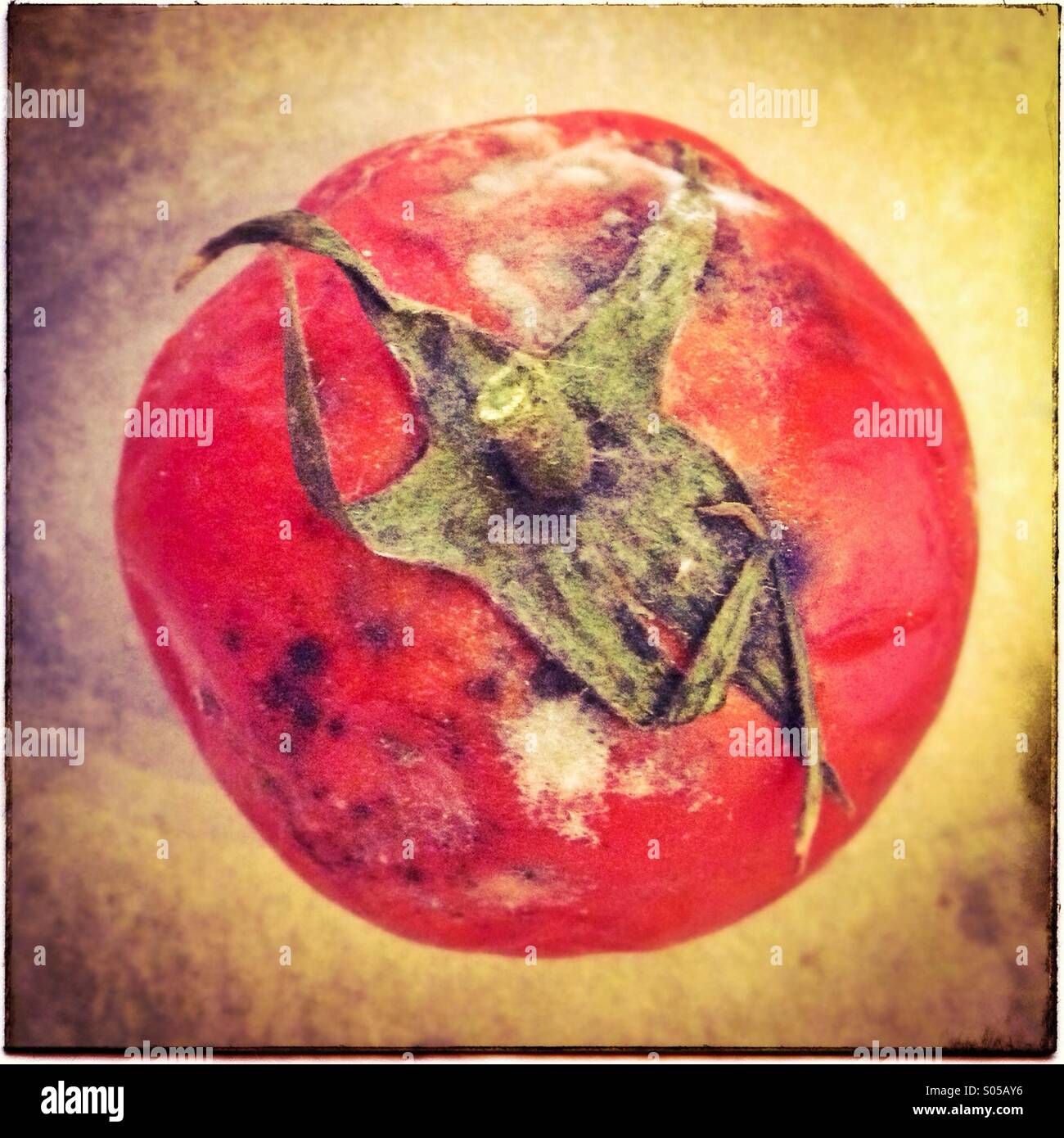 Rotten tomatoe Stock Photo