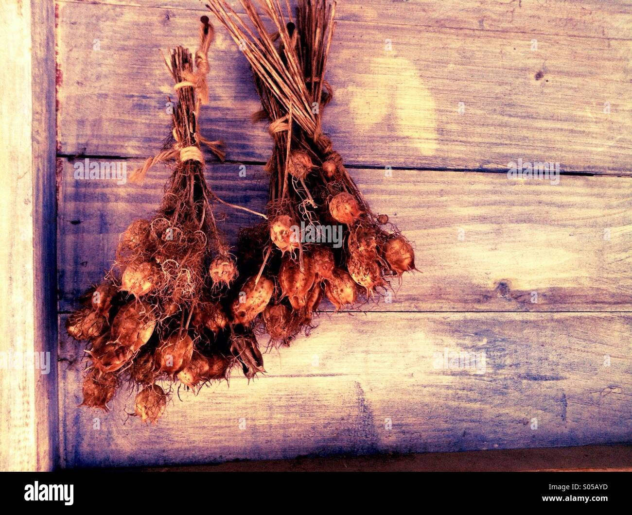 Dried flowers hanging upside down in a garden shed Stock Photo