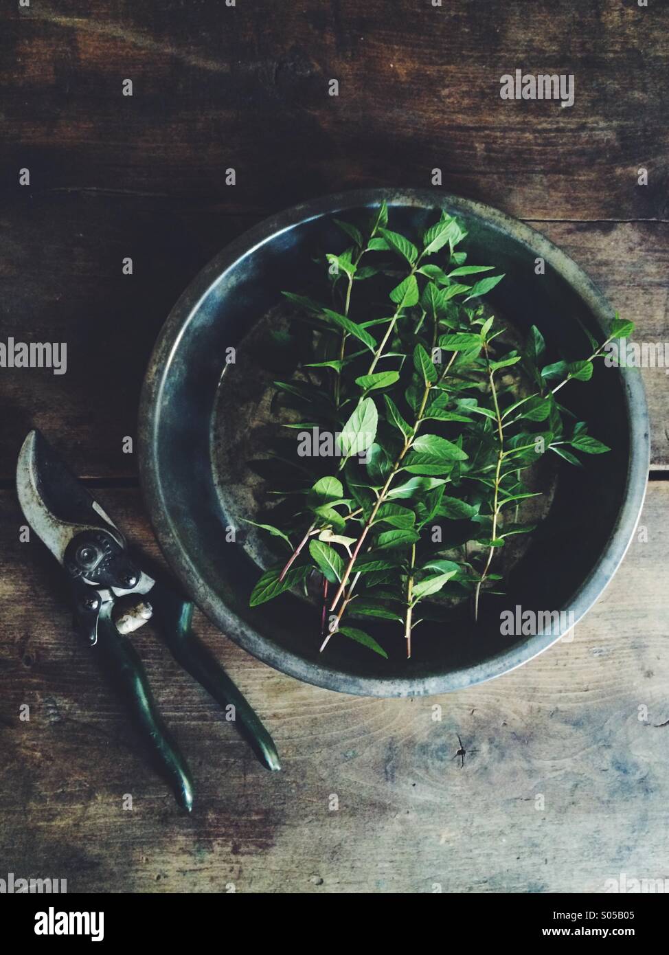 Chocolate Mint from the garden. - Smartphone Captured Stock Image