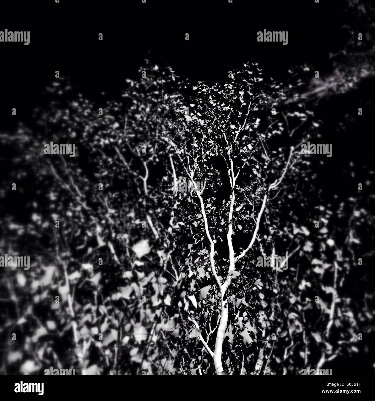 Trees at night. Stock Photo