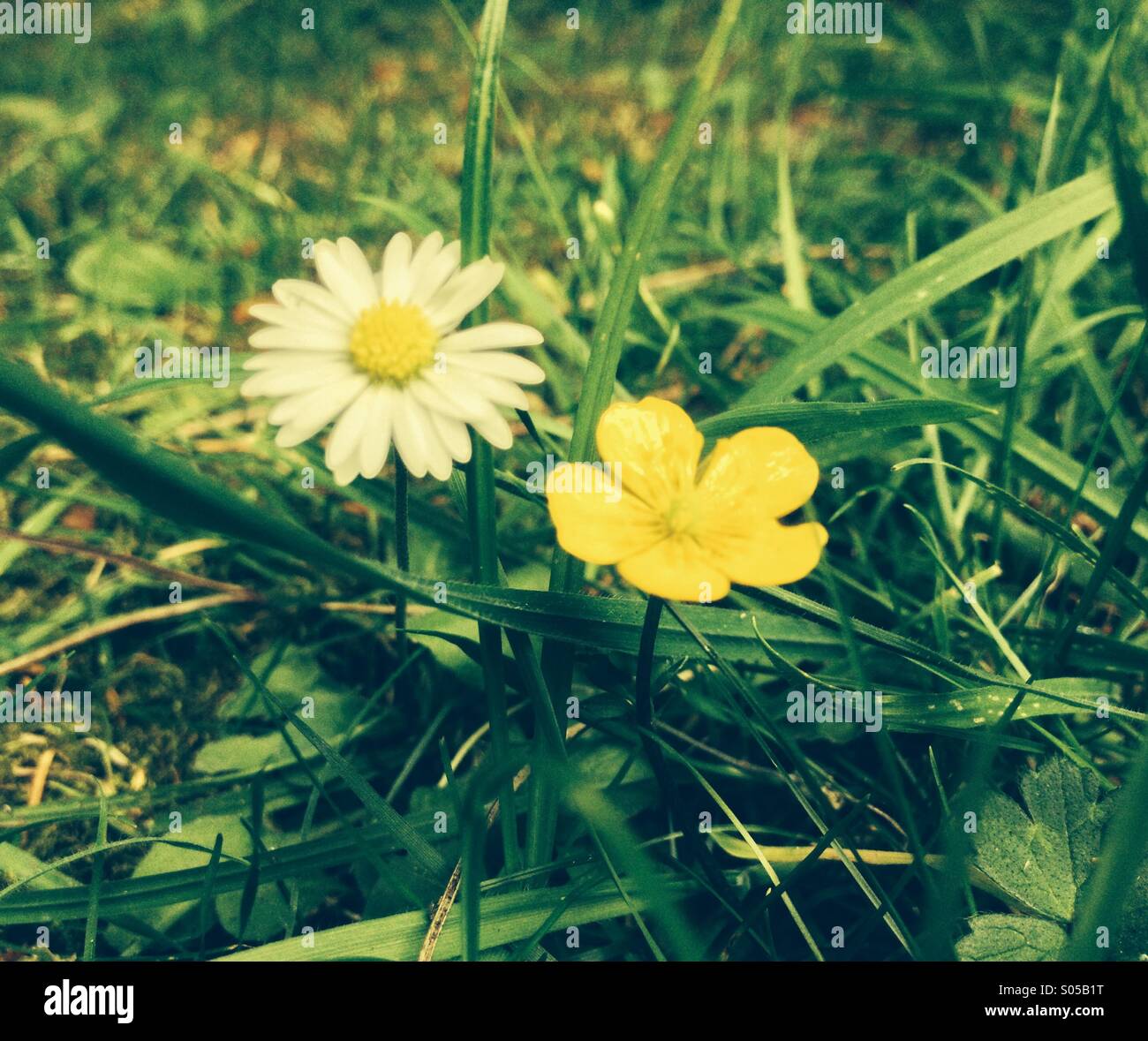 Daisy and buttercup on a lawn Stock Photo Alamy