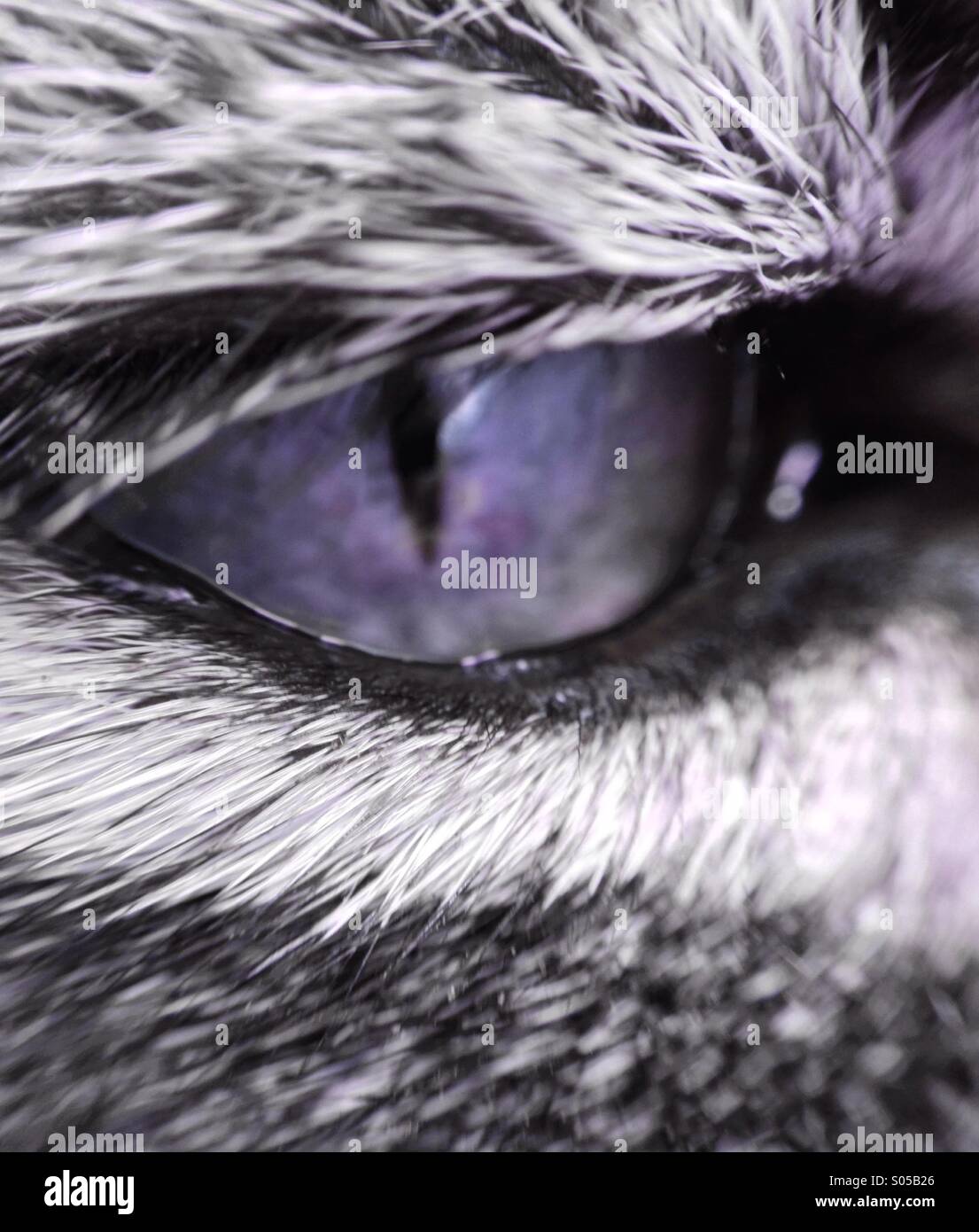 Close up of a cats eye - Smartphone Captured Stock Image