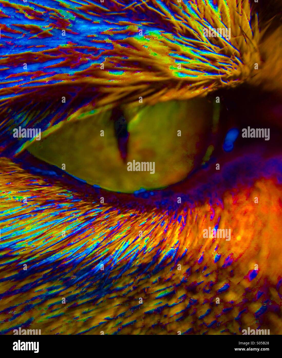 Close up of a cats eye - Smartphone Captured Stock Image