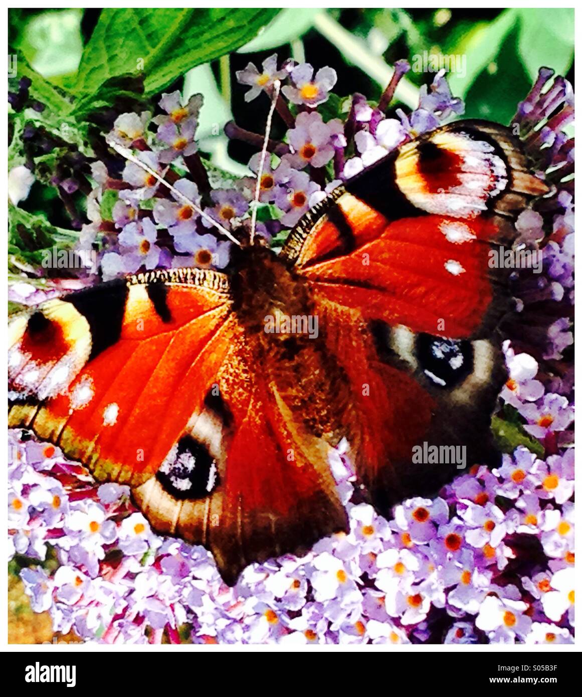 Peacock Butterfly on a Butterfly Bush. Buddleia. Stock Photo