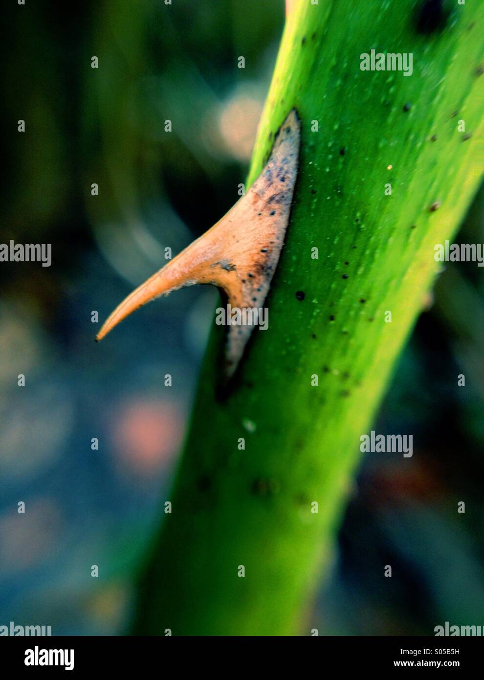 Thorn on a rose stem Stock Photo Alamy
