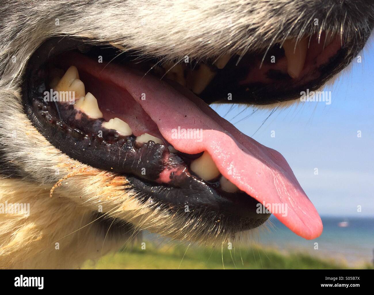 how do you look inside a dogs mouth