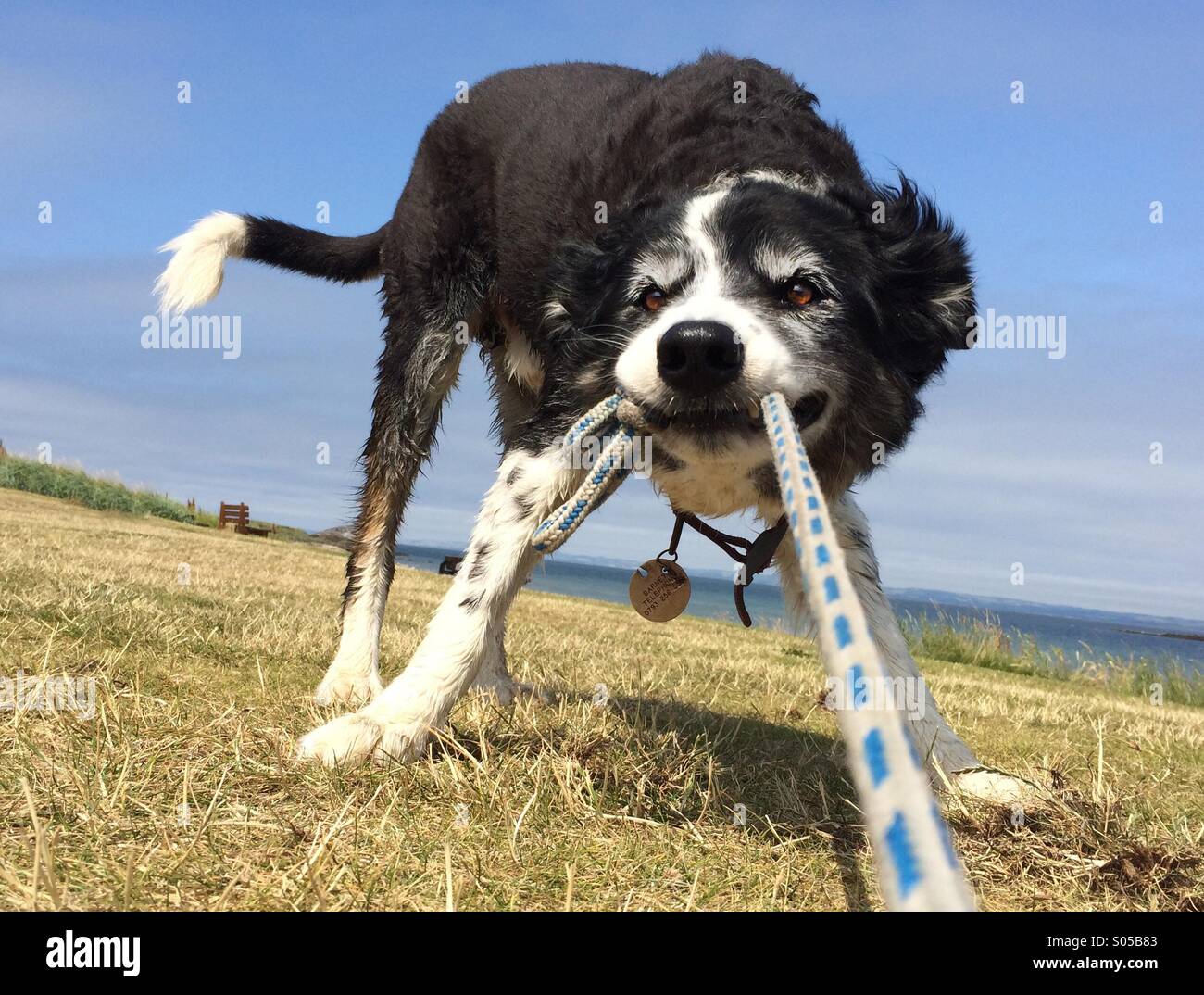 dog pull rope