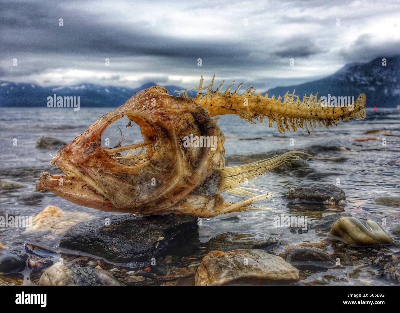 Drama on the beach. Coalfish carcass washed ashore on Nordic beach, Norway. Stock Photo