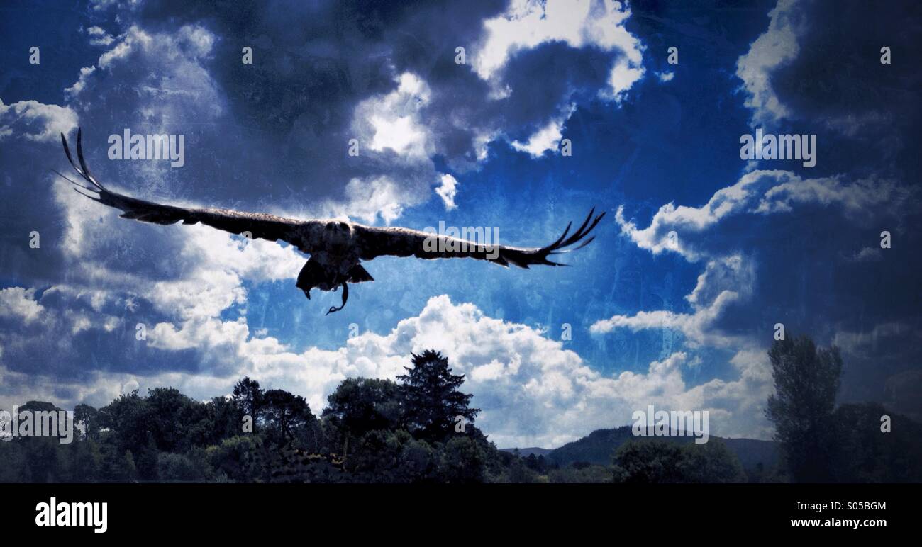 Tawney eagle in flight - Smartphone Captured Stock Image