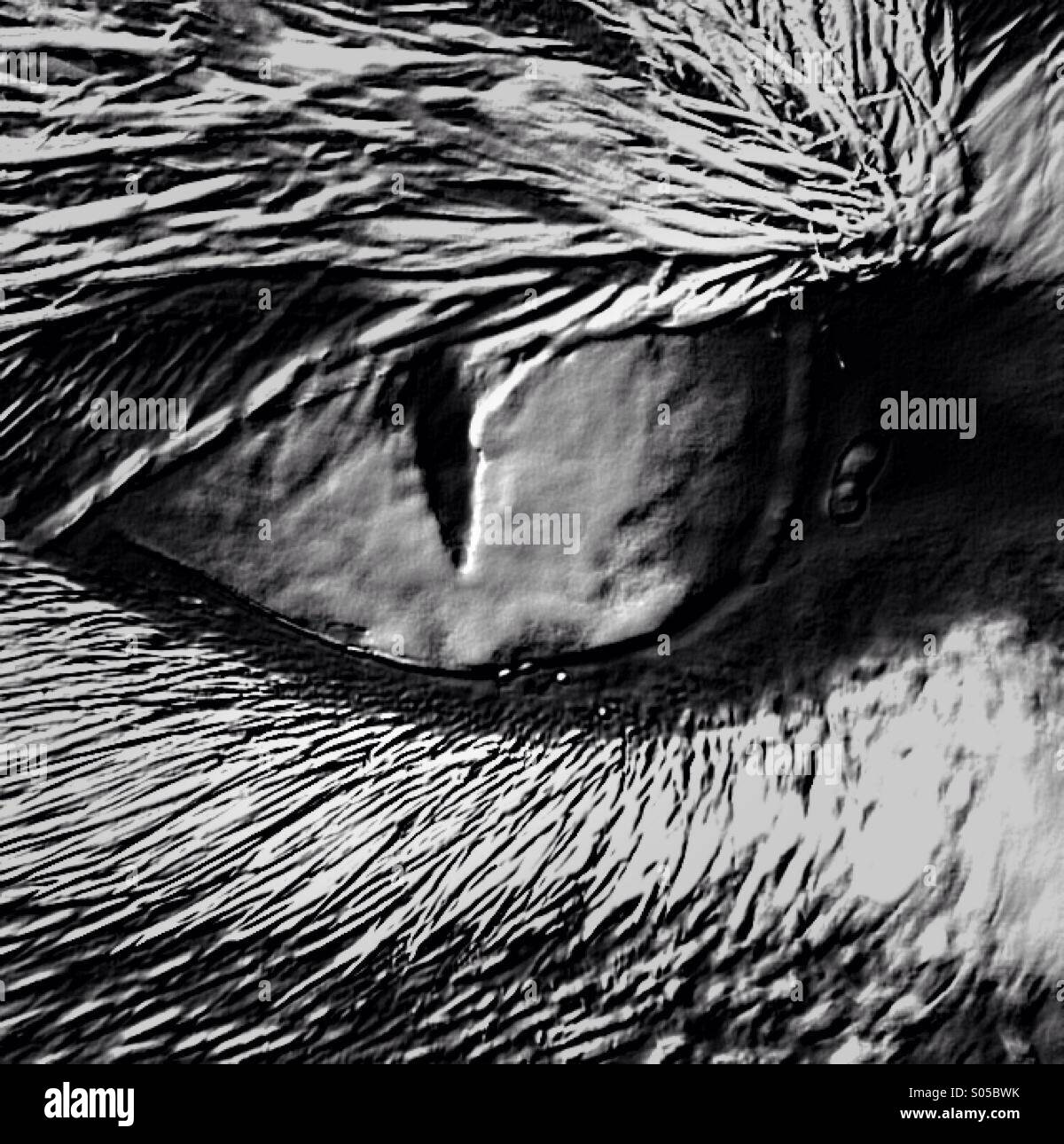 Close up of a cats eye - Smartphone Captured Stock Image