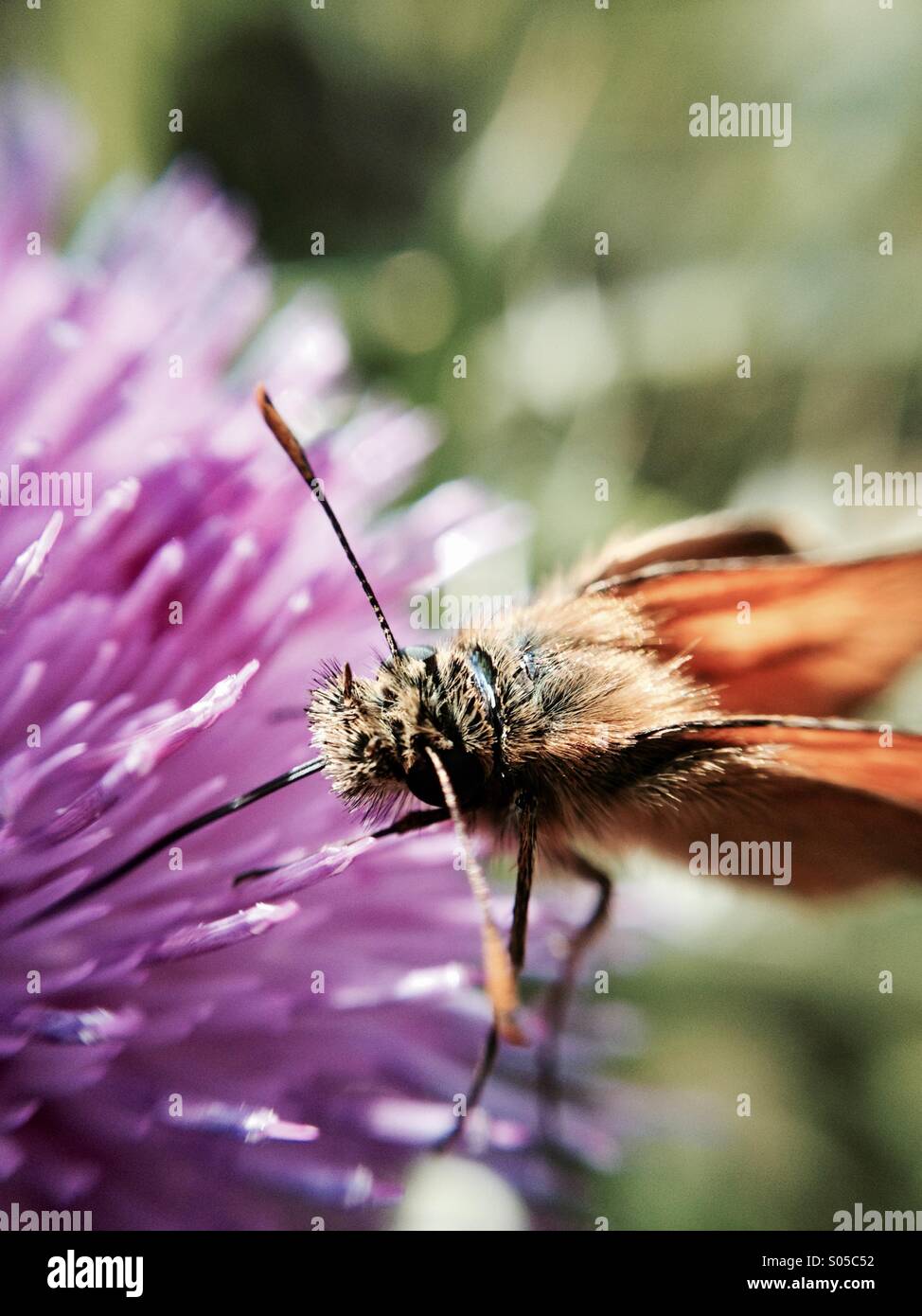 Butterfly on a thistle - Smartphone Captured Stock Image