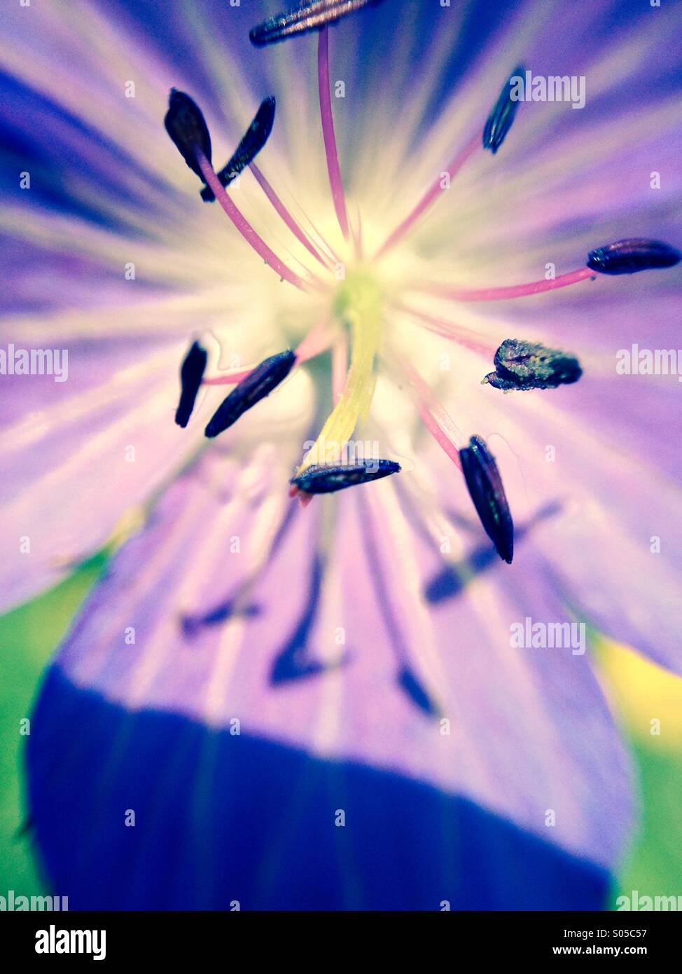 Close up of hardy geranium Stock Photo