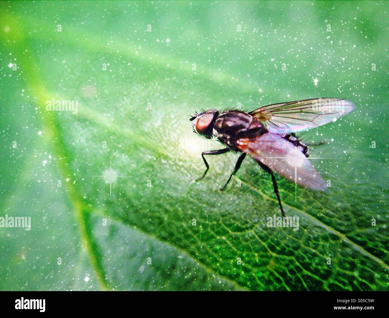 Fly on leaf - Smartphone Captured Stock Image
