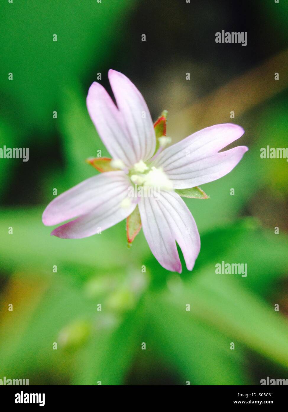 Macro view of wild flower - Smartphone Captured Stock Image