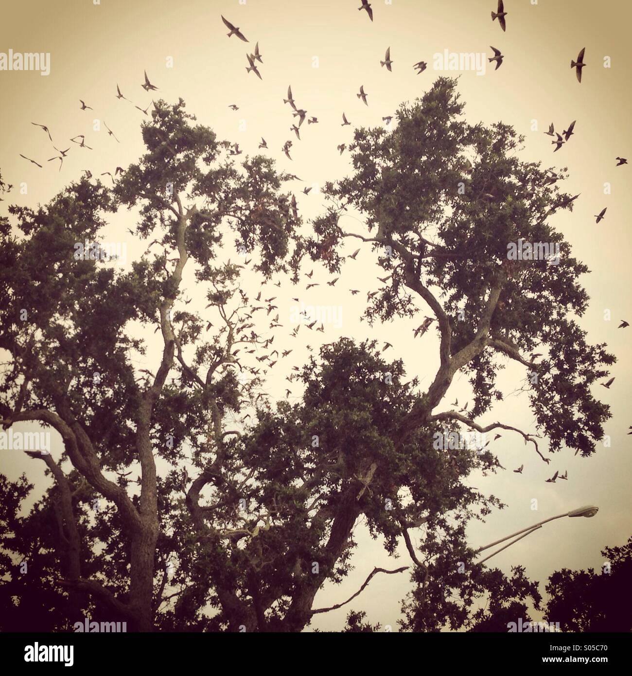 Birds swarming around a tree. Stock Photo