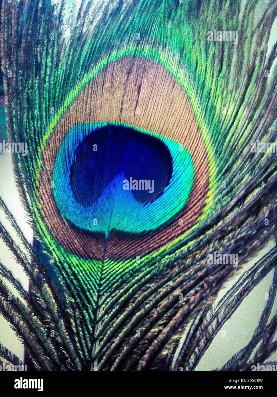 Peacock feather - Smartphone Captured Stock Image