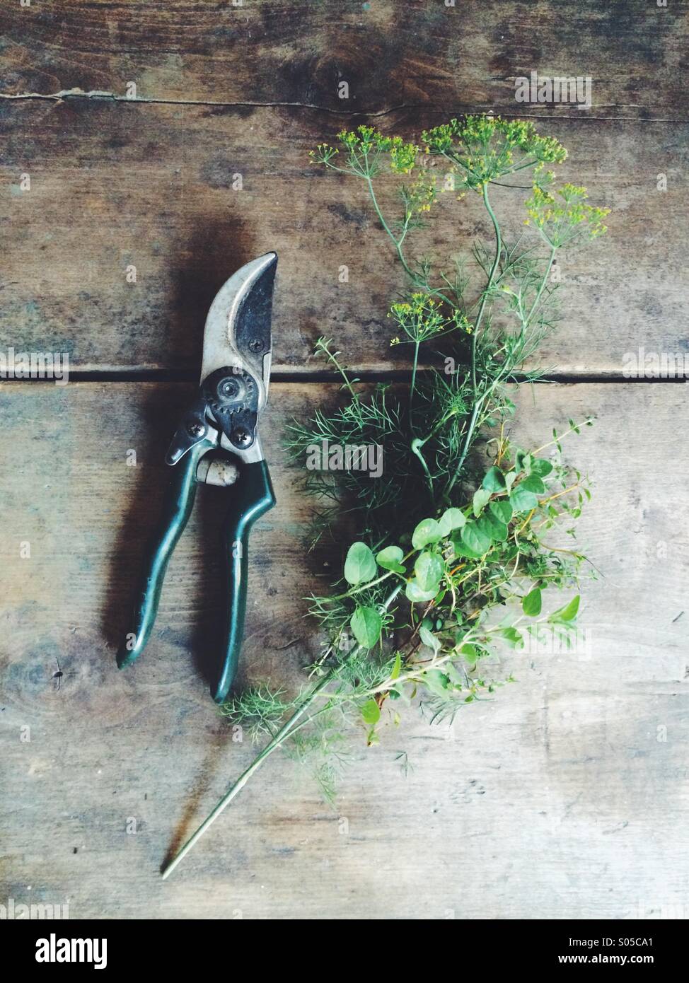 Freshly cut herbs. - Smartphone Captured Stock Image