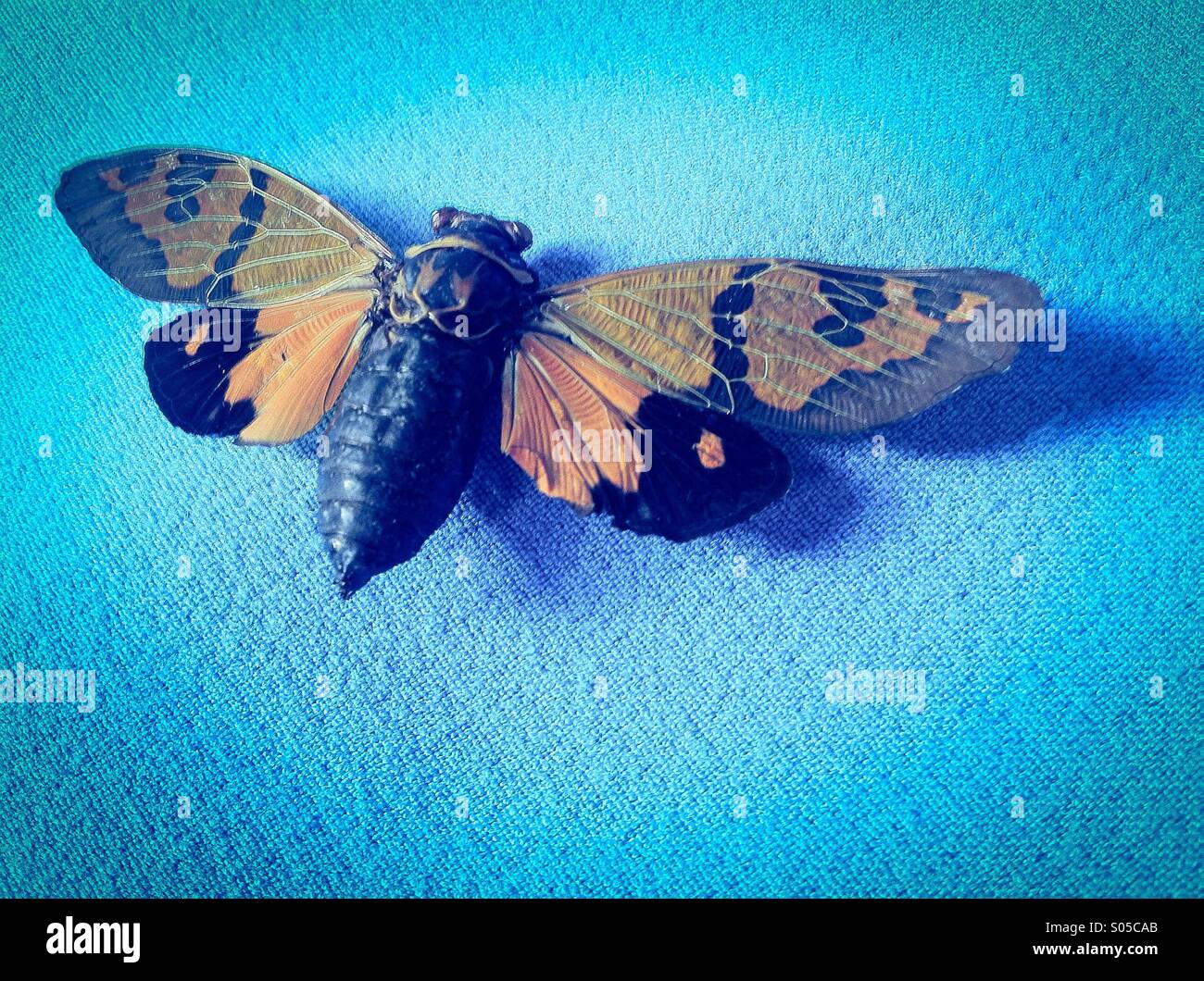 Orange Moth on a blue background Stock Photo