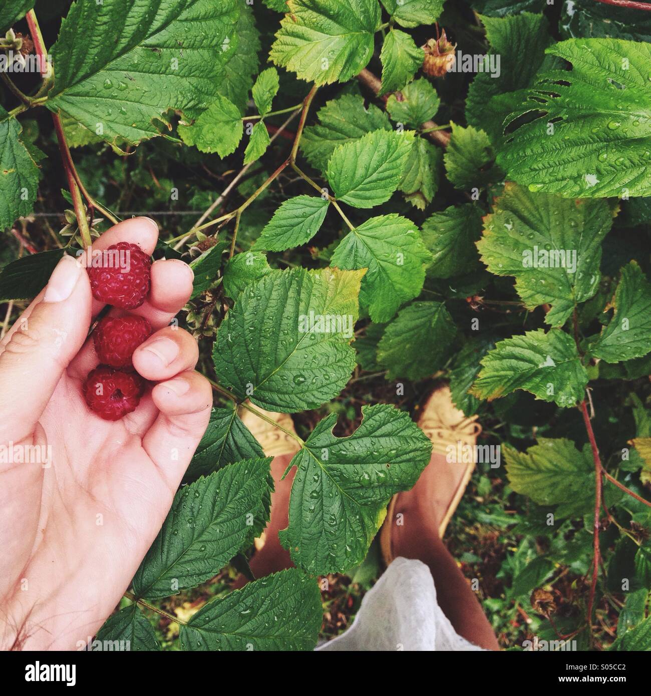 Girl picking raspberries POV. Looking down at hand picked raspberries
