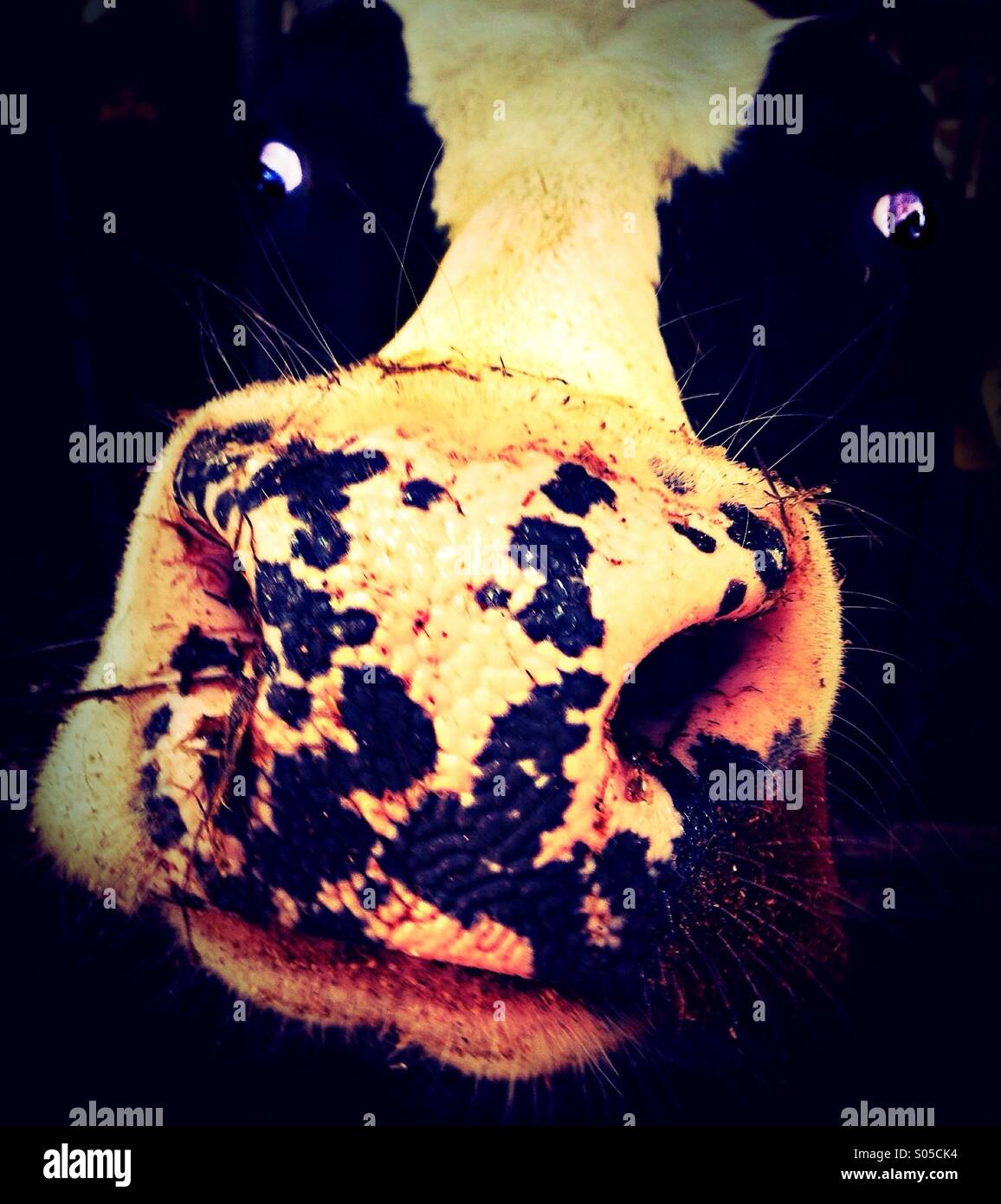 Close up of cow head - Smartphone Captured Stock Image