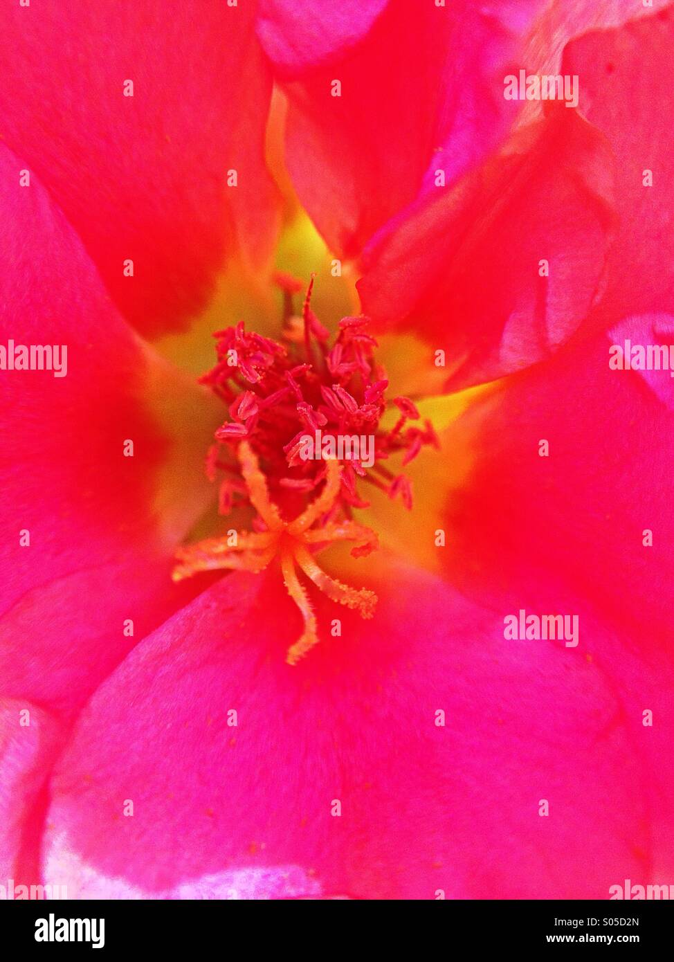 Close up of a rock rose Stock Photo
