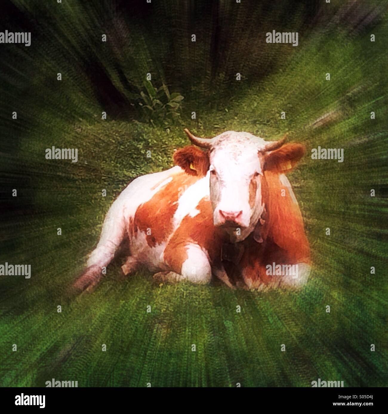 Lying cow in meadow - Smartphone Captured Stock Image