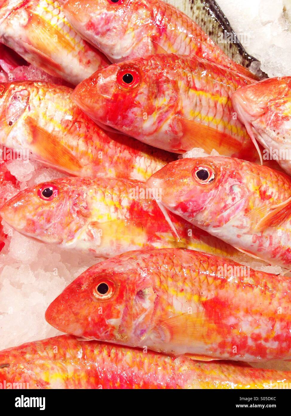 Orange and yellow fish Stock Photo Alamy