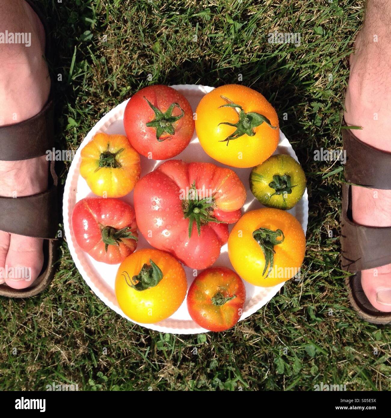 Summer tomatoes and feet on the grass Stock Photo Alamy