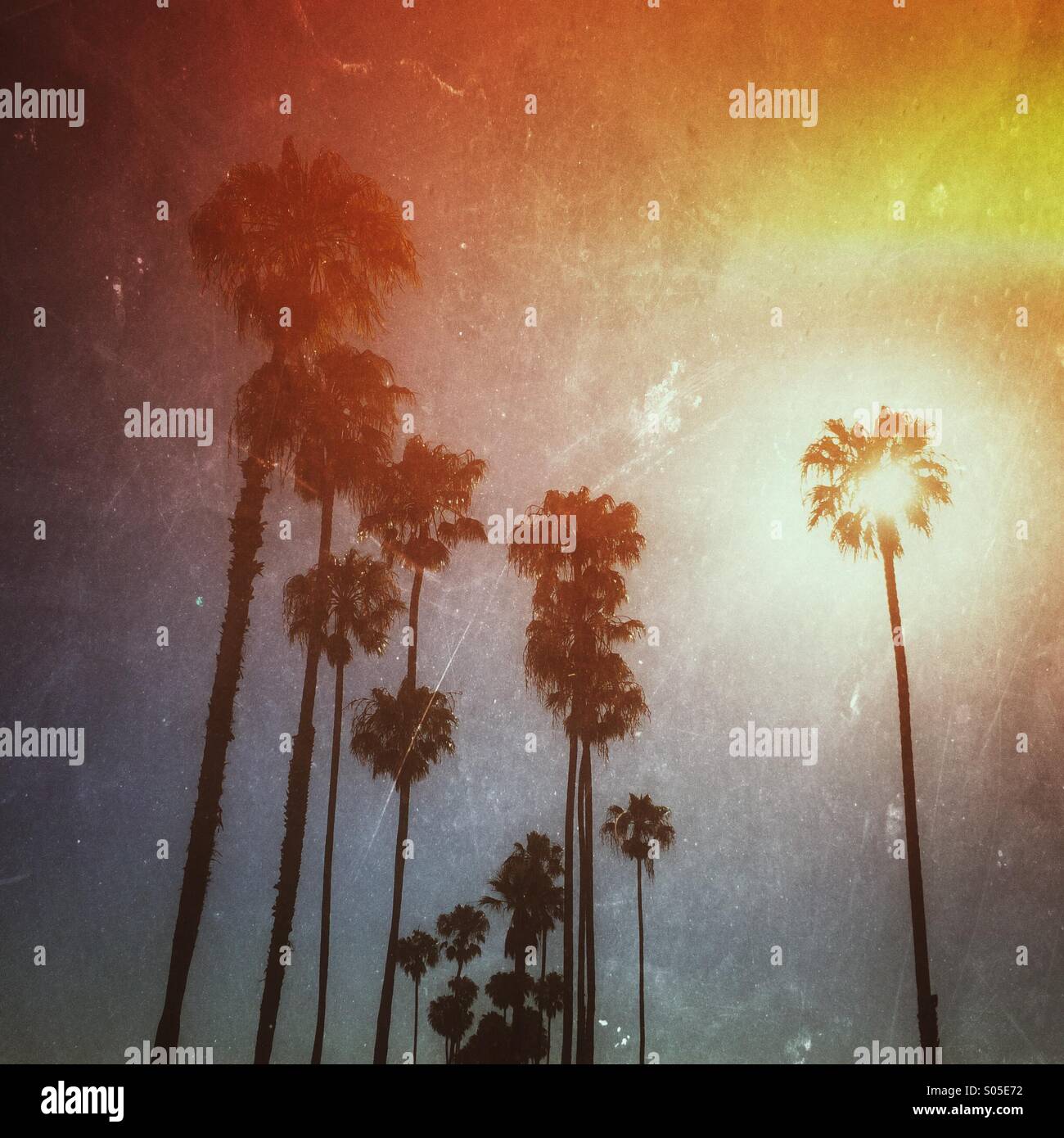 Moon through palm tree hi-res stock photography and images - Alamy