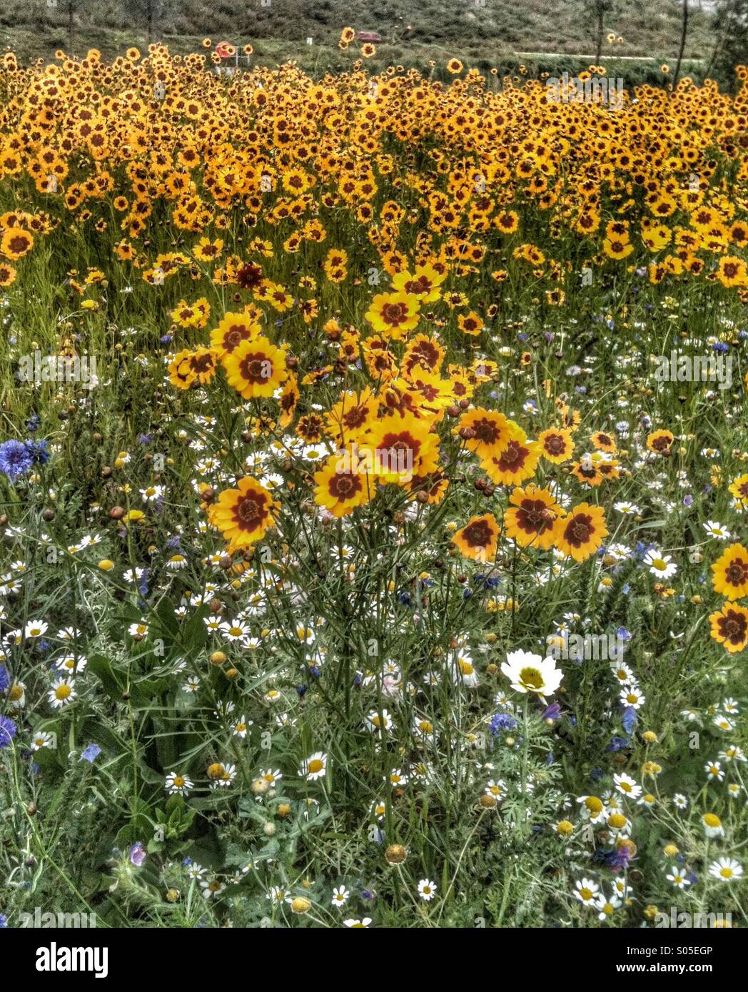 Wild garden gardens hi-res stock photography and images - Alamy