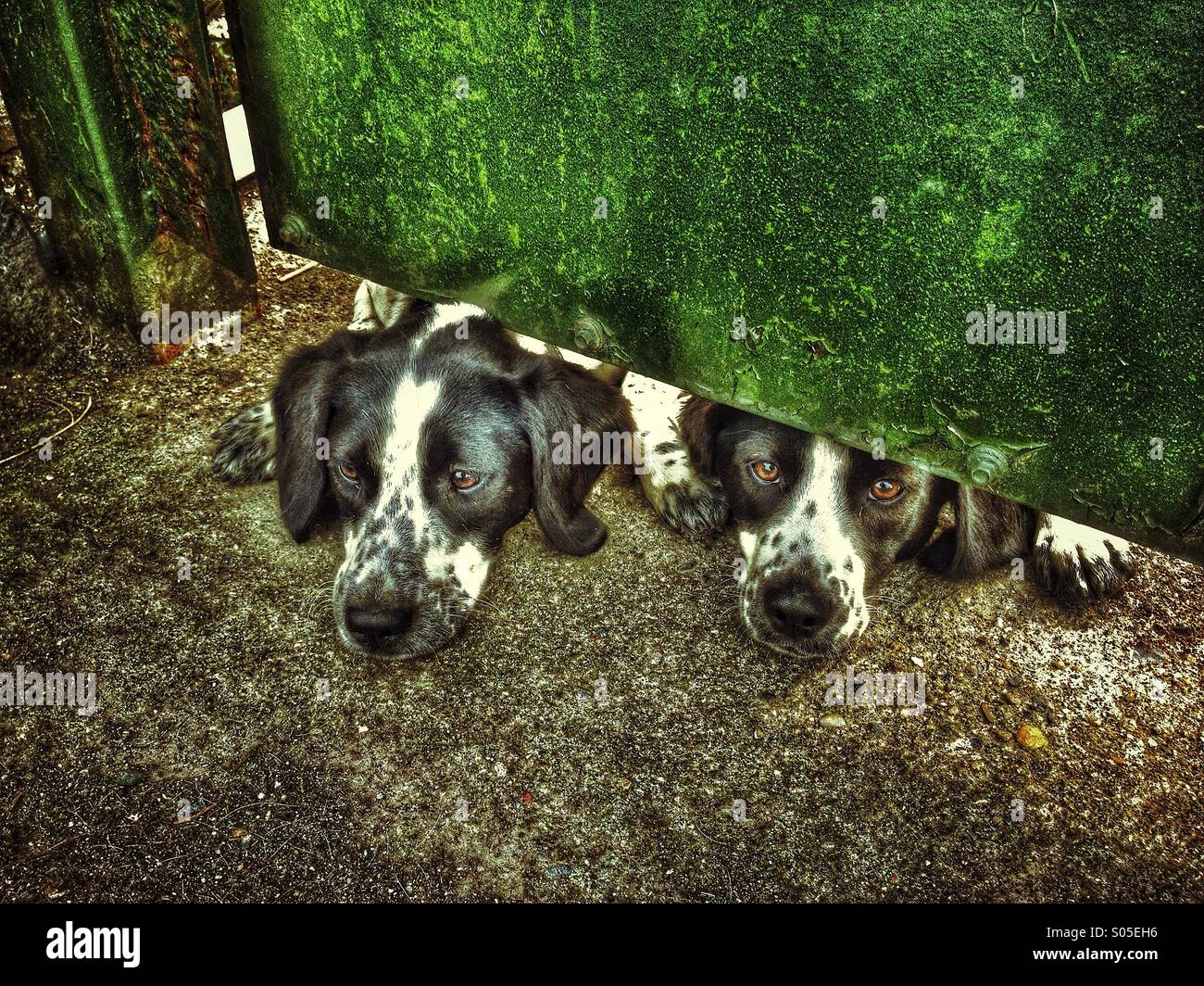 Two dogs pushing their muzzles underneath a metal gate Stock Photo Alamy