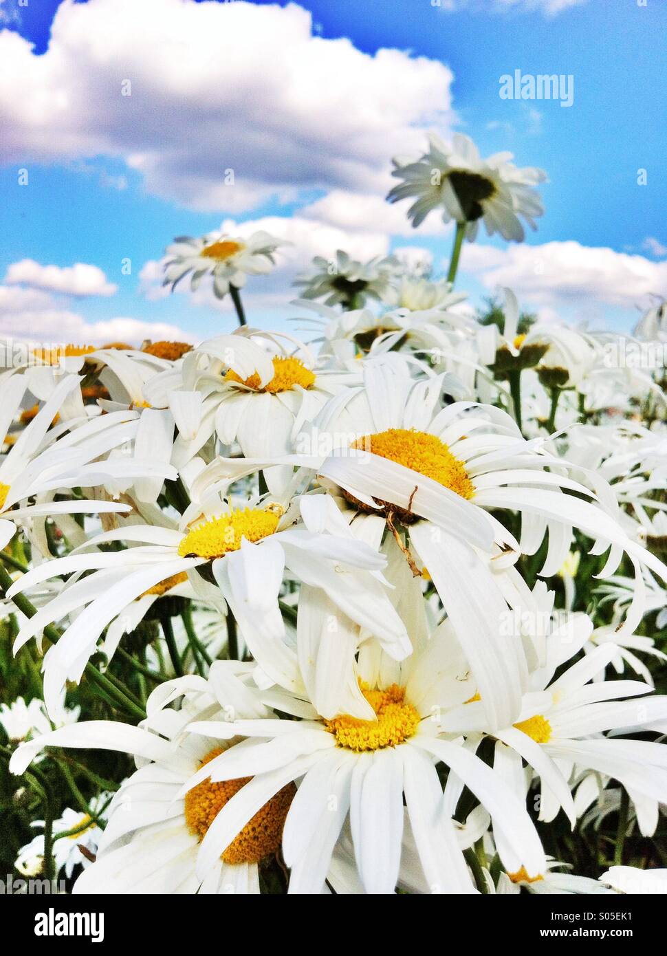 White summer daisy flowers Stock Photo