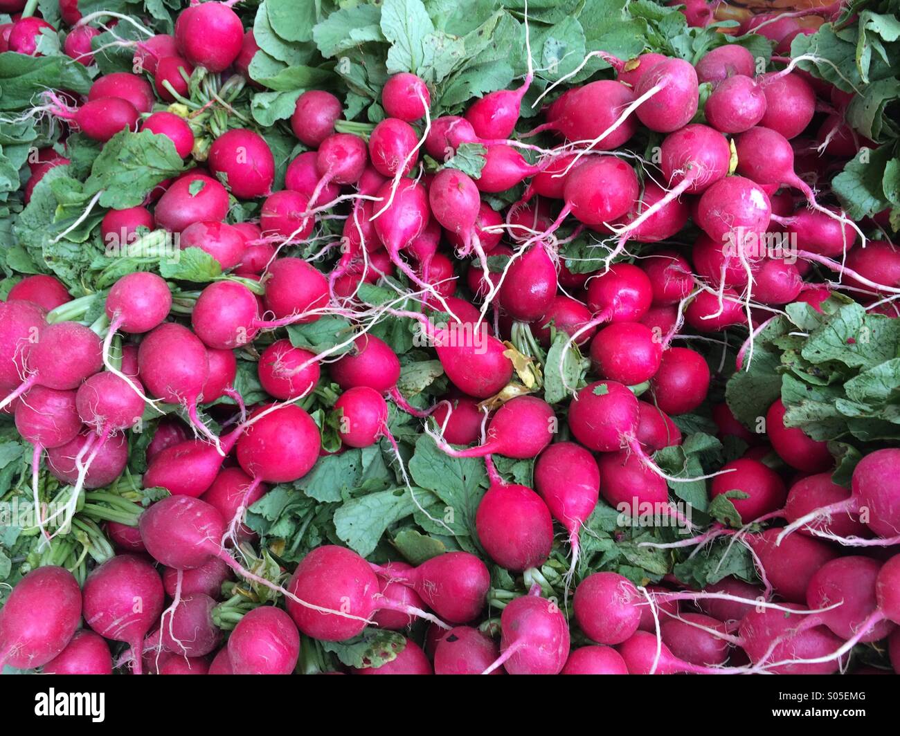 Radishes at farmers market Stock Photo Alamy