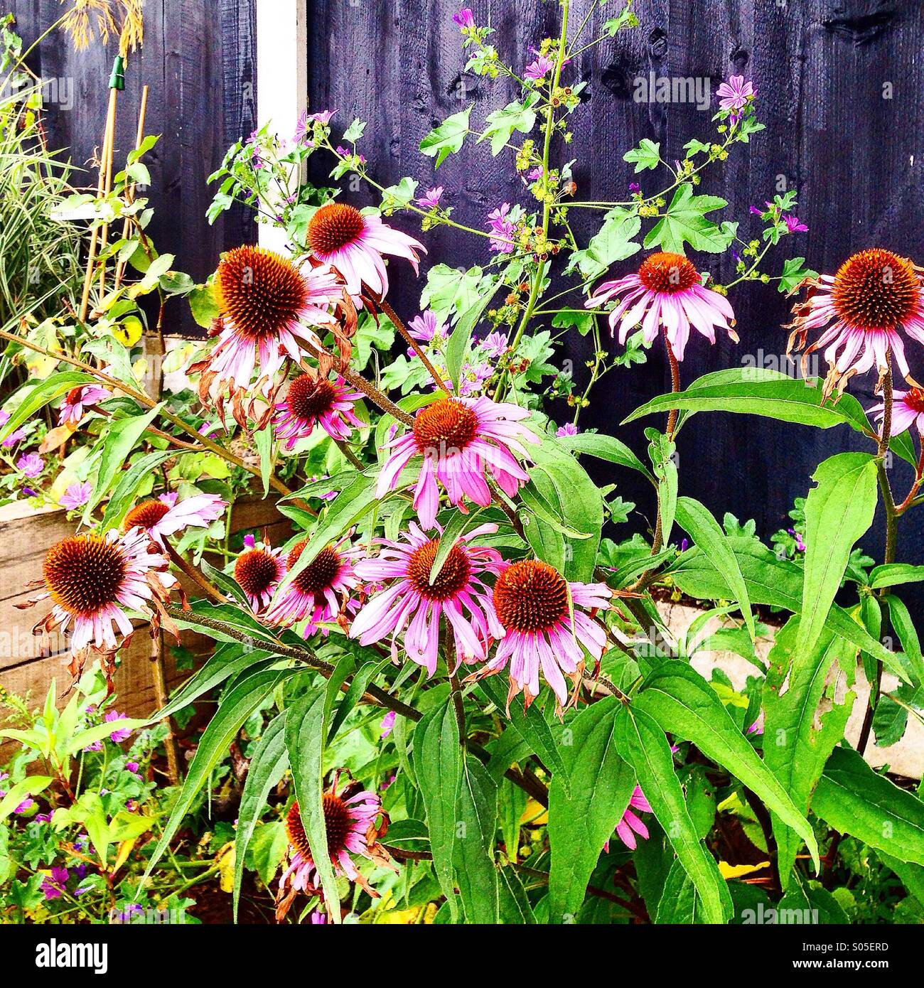 Drooping petals hires stock photography and images Alamy